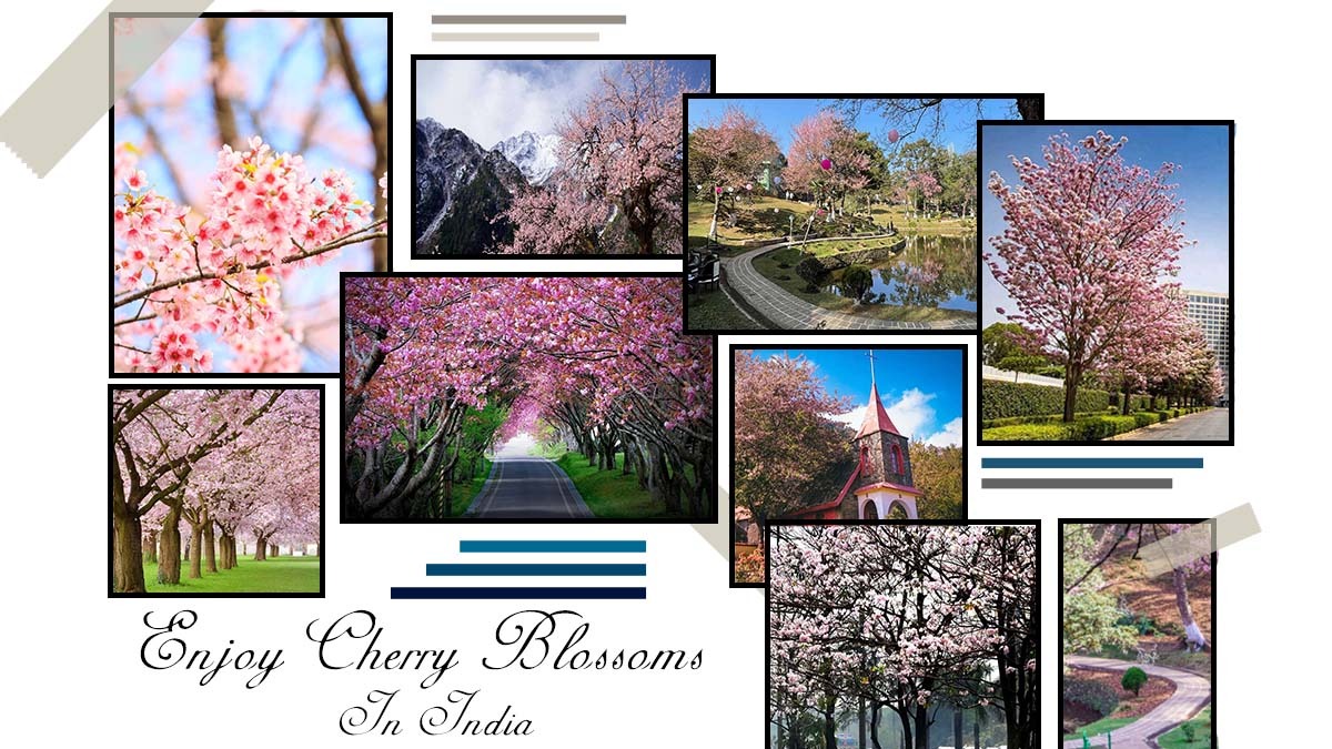 Here You Should Enjoy Cherry Blossoms in India