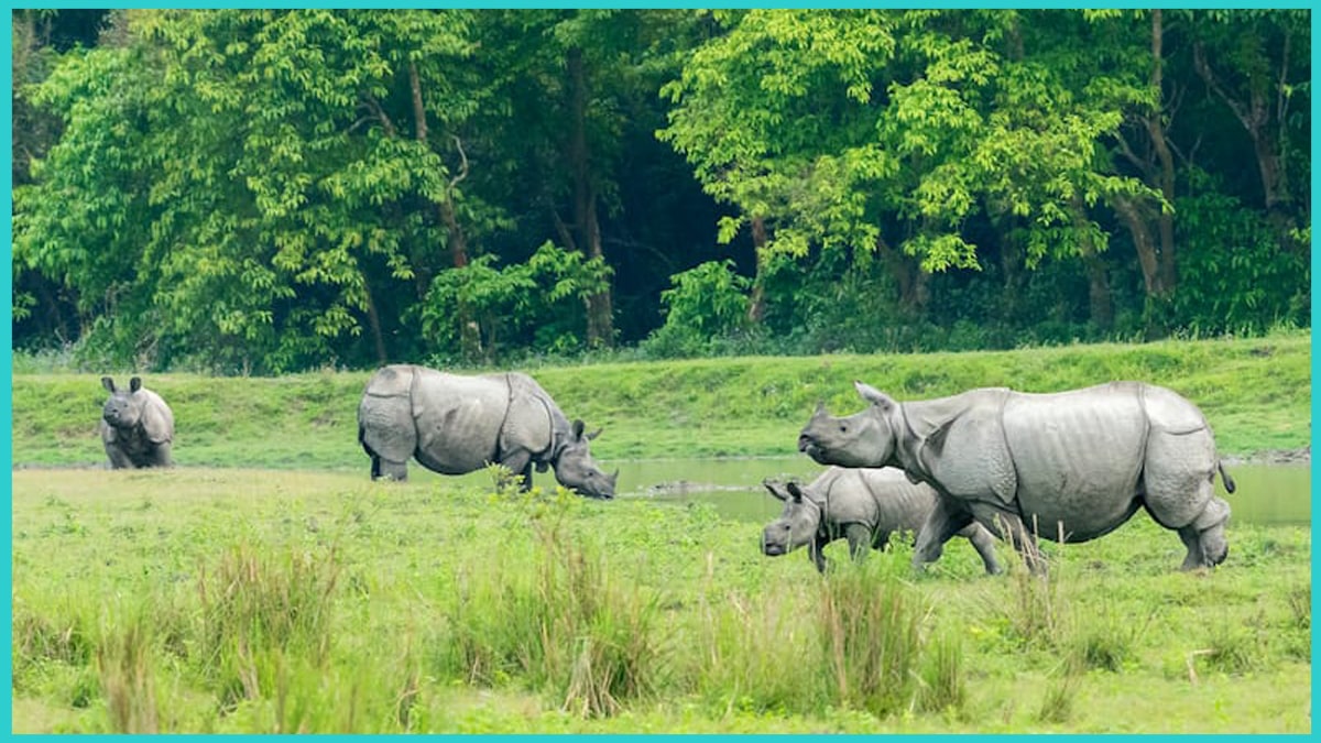 Relaunch of Kaziranga National Park for Visitors