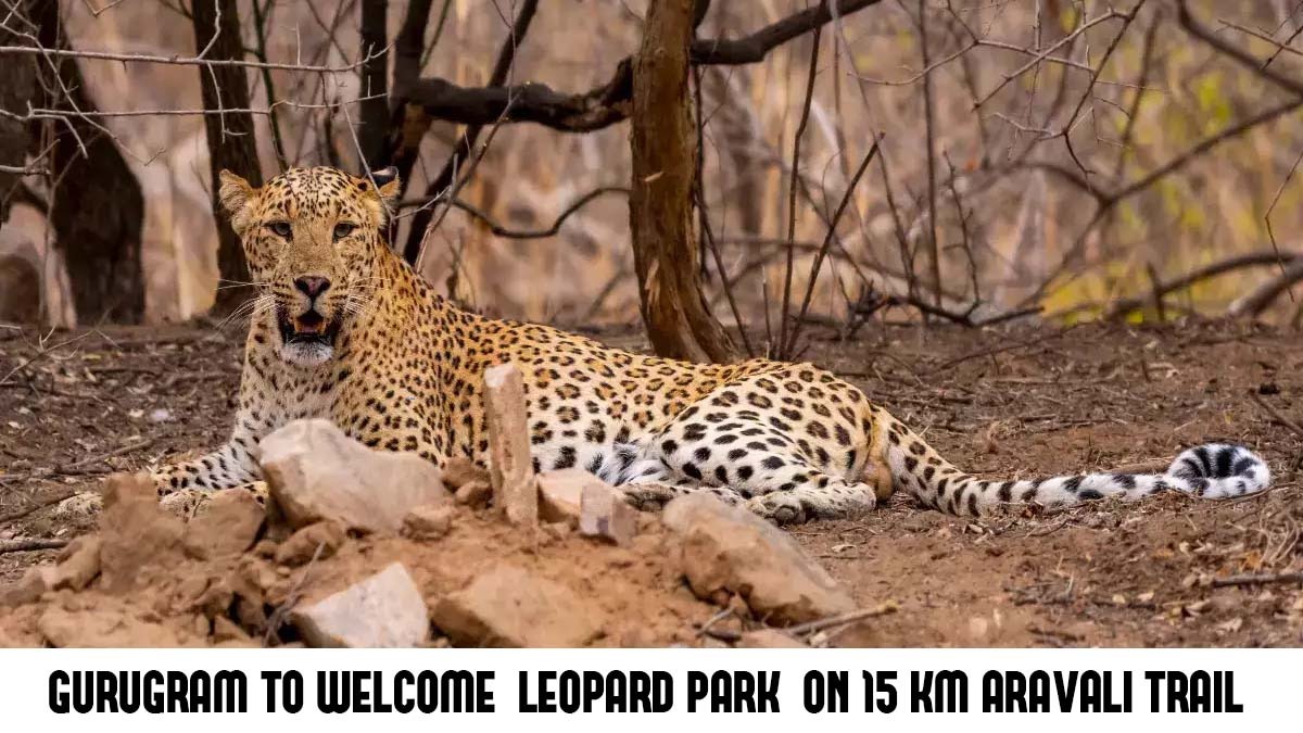 Gurugram Aravali Range Gets a New Attraction with Leopard Park and Jungle Safari