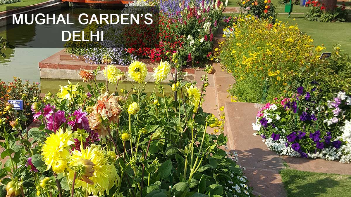 Mughal Gardens at Rashtrapati Bhawan to open for general public from Feb 12 to March 16