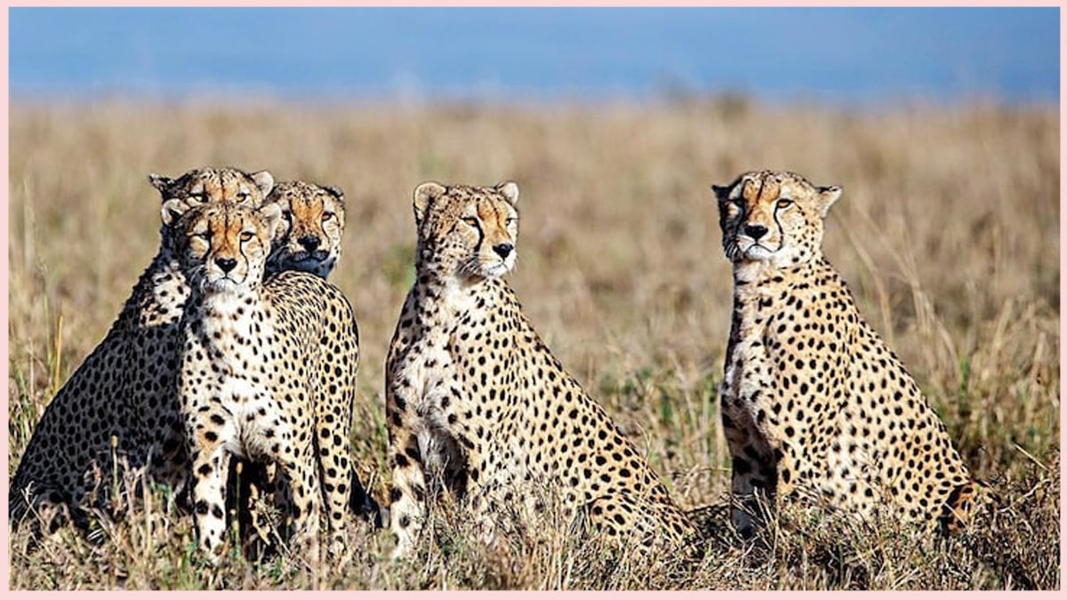 Guest Cheetahs in Madhya Pradesh