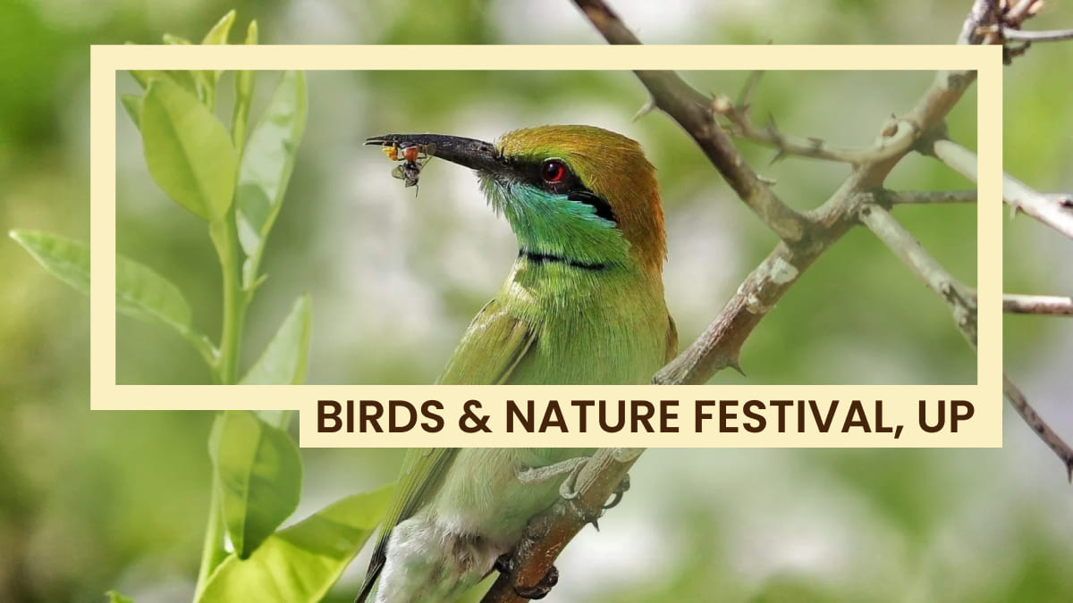 All You Need To Know About UP 7th Edition Of The Bird And Nature Festival 