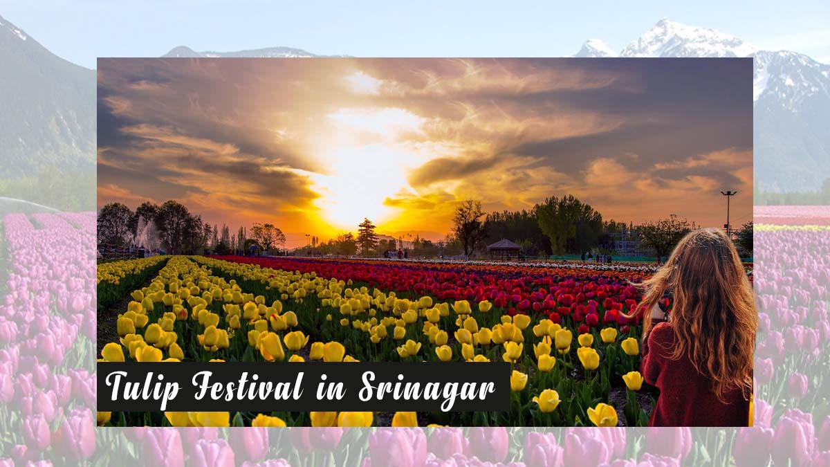 Bloom In Beauty: Experience The Majestic Srinagar Tulip Festival This Spring!