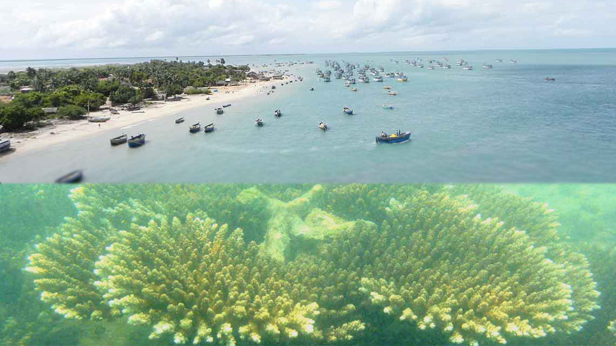 Enjoy the boating experience to Kurusadai Island in Gulf Of Mannar, Tamil Nadu