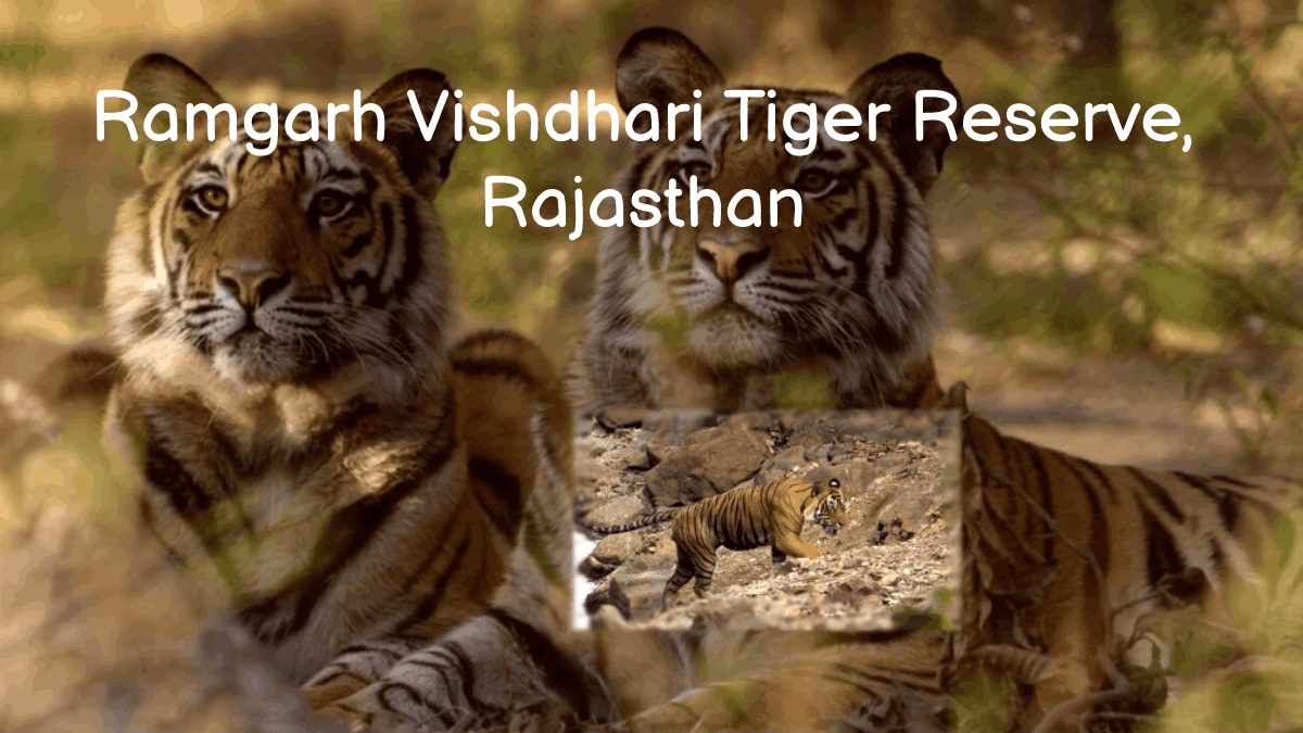 Ramgarh Vishdhari Tiger Reserve- India’s 52nd Tiger Reserve notified in Rajasthan’s Bundi 