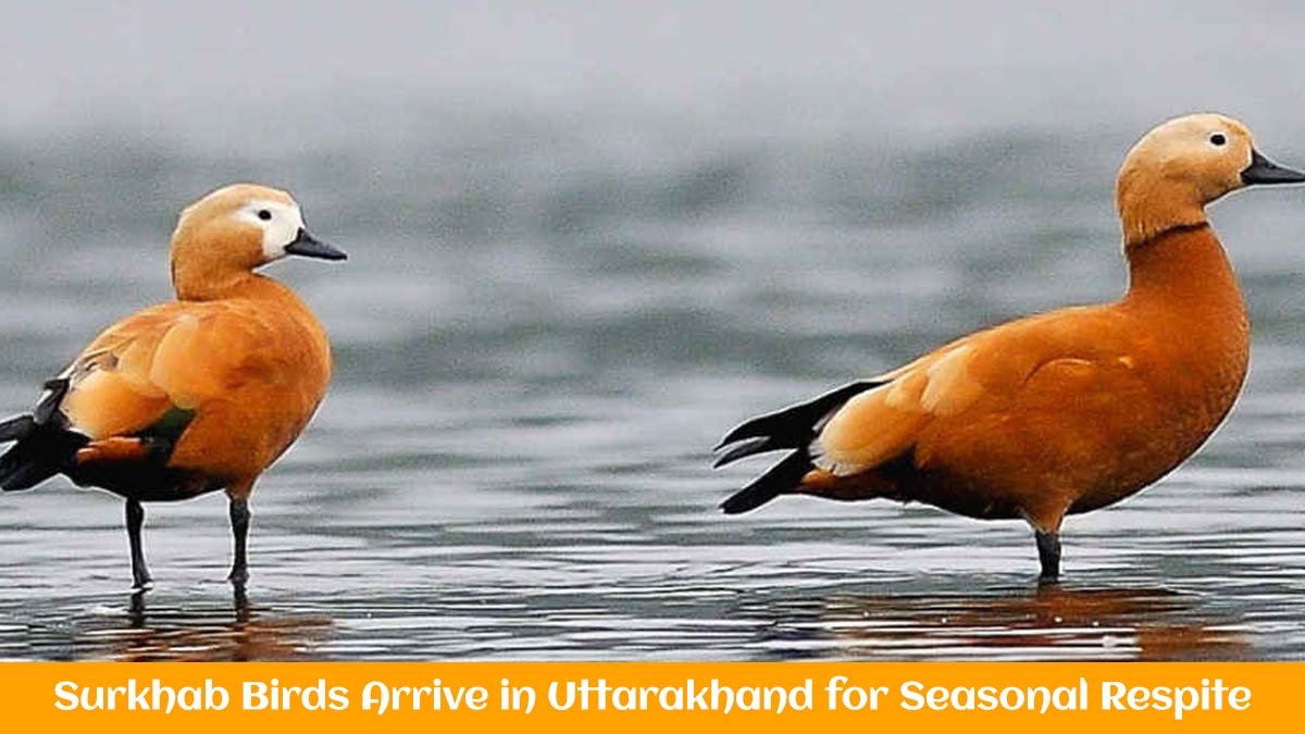 Brahminy Ducks Arrival in Uttarakhand Marks Winters Beginning