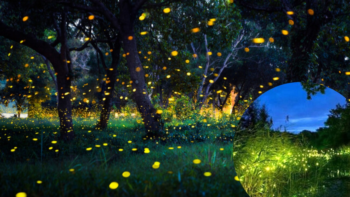 Fireflies Festival in Maharashtra has begun to connect you with nature