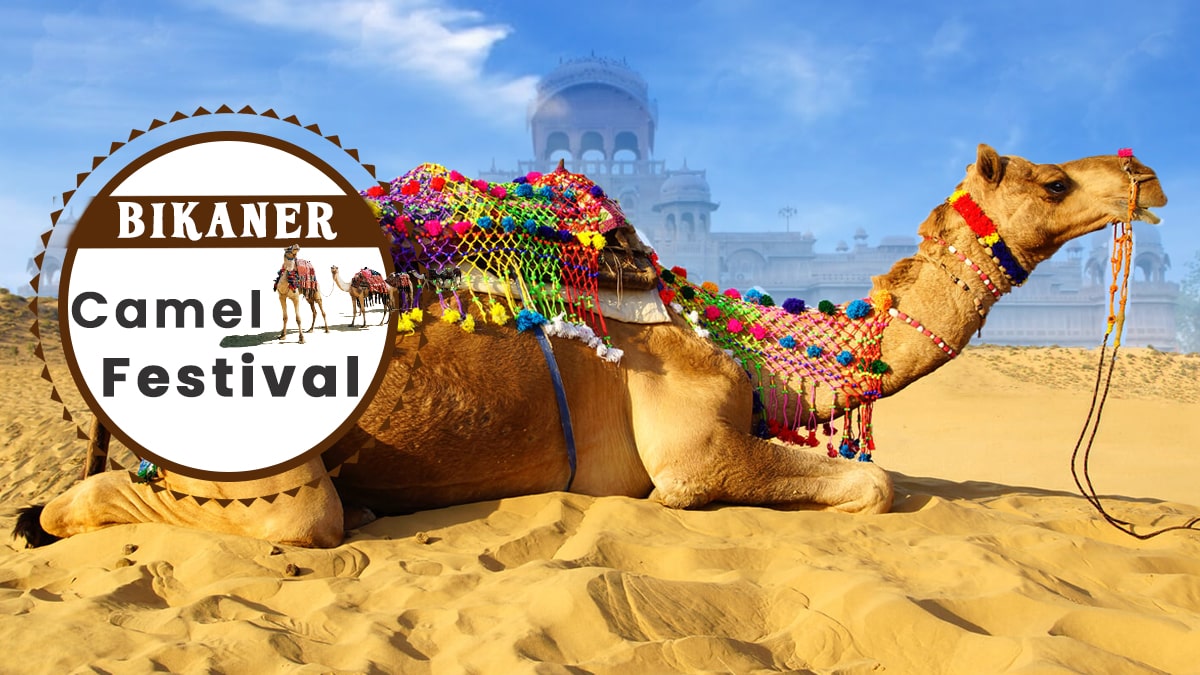 Bikaner camel festival to start from 11th January