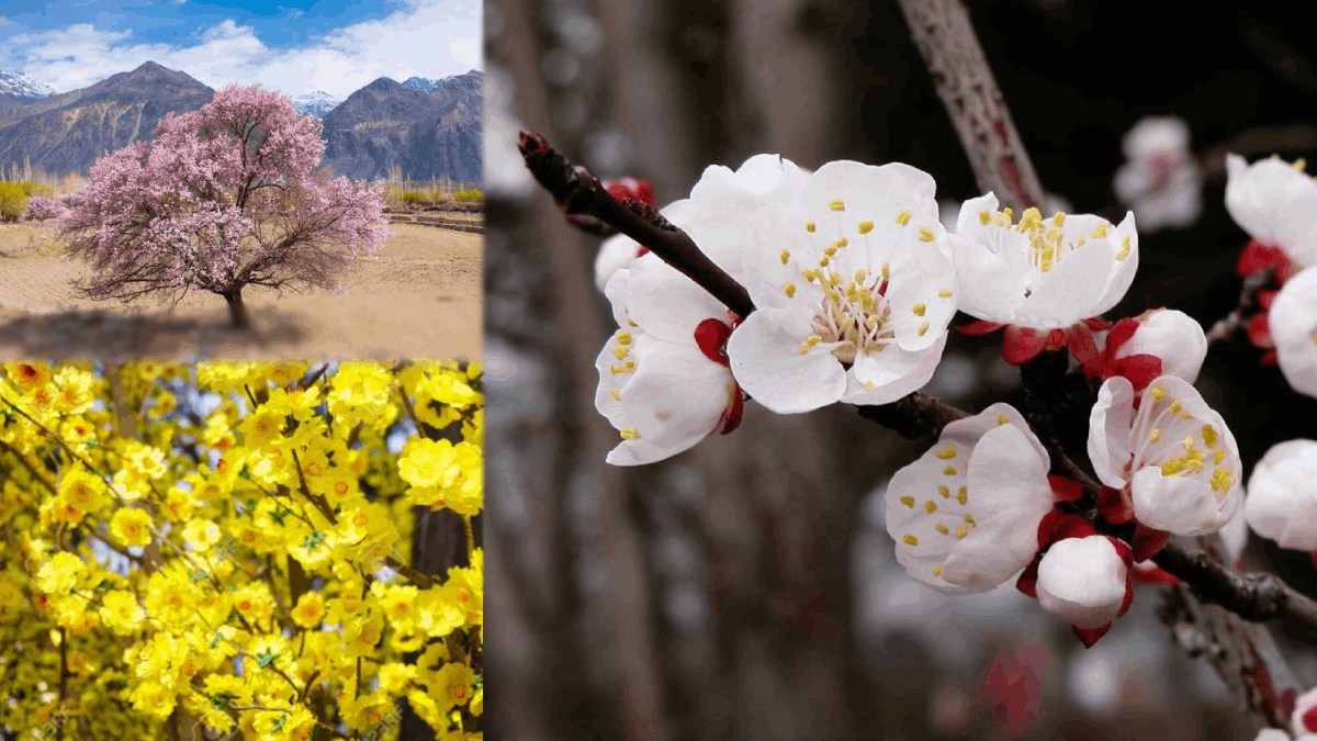 For A Visual Delighting Experience Visit Ladakh Apricot Blossom Festival in April