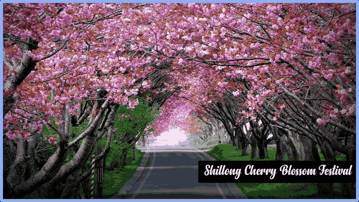 Shillong Cherry Blossom Festival 2022 With Mega Music Contest