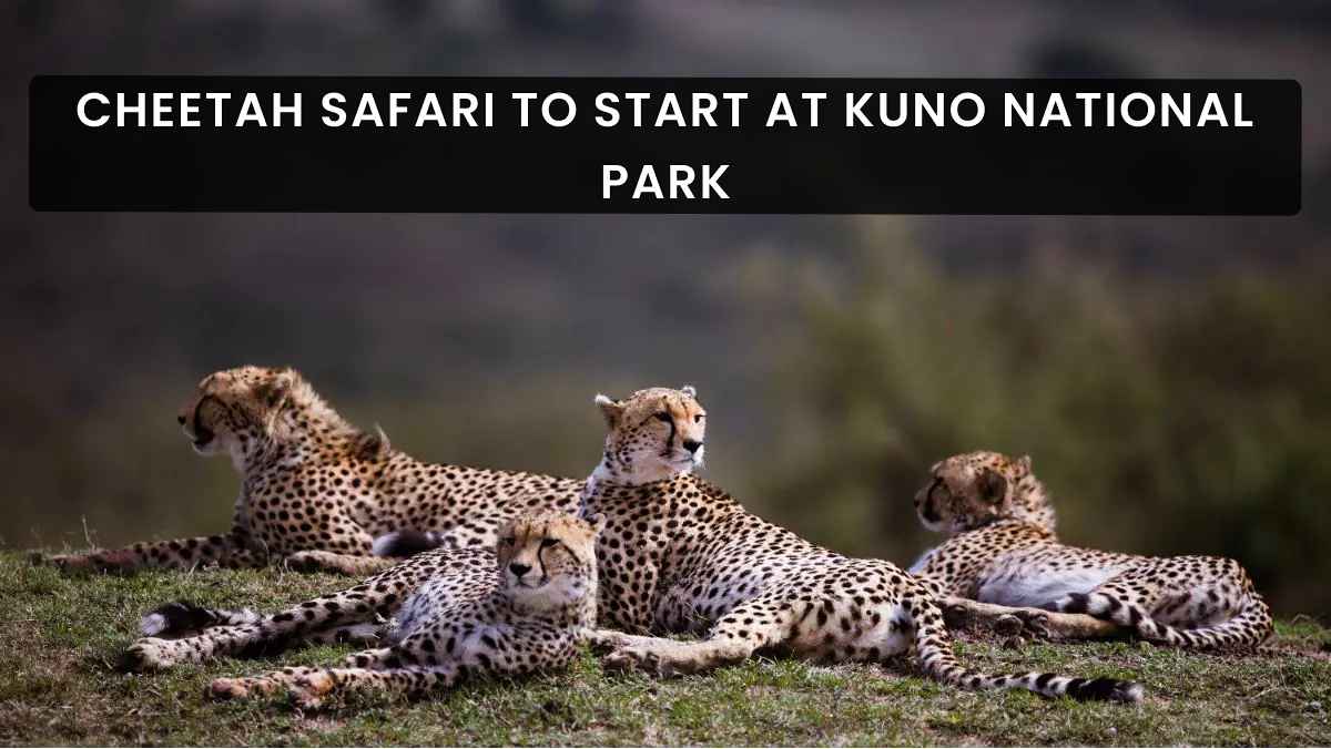 Exciting Cheetah Safari To Start Soon In Kuno National Park