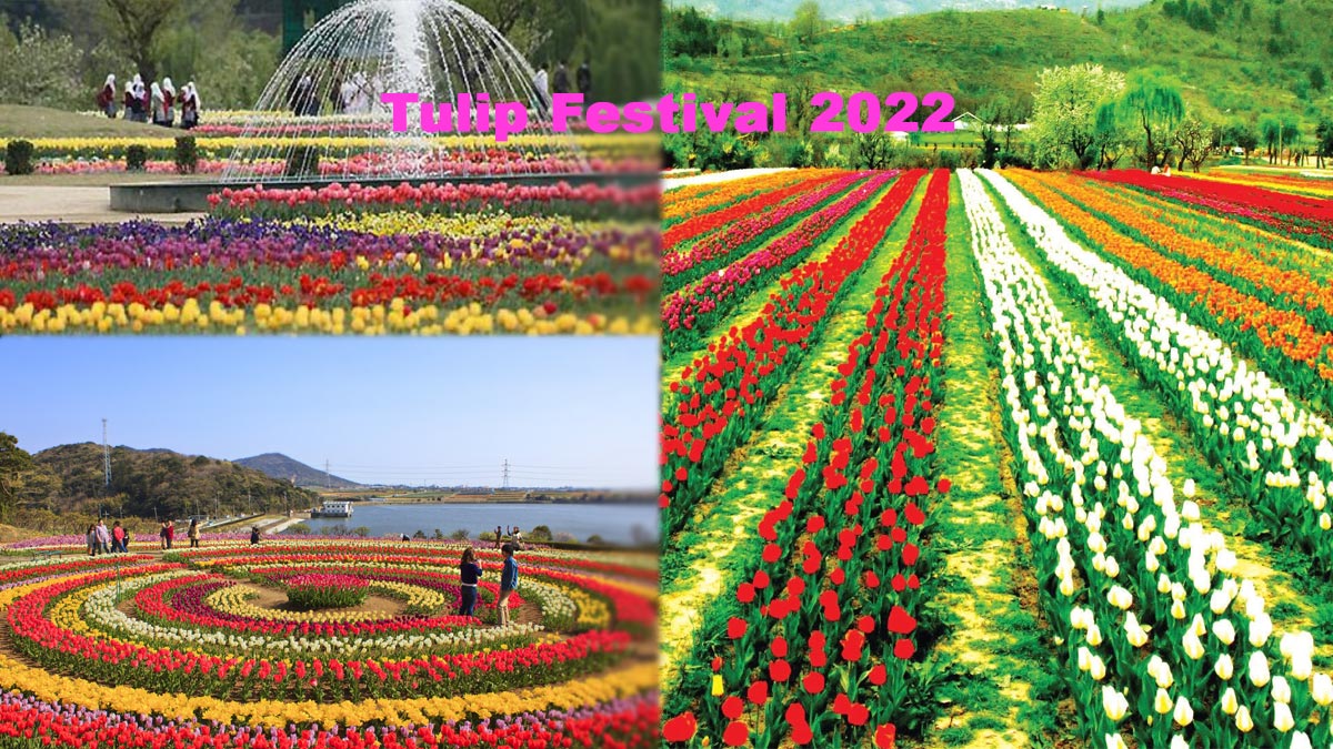 Experience the beauty of colorful flowers at Tulip Garden Srinagar- opened from March 23