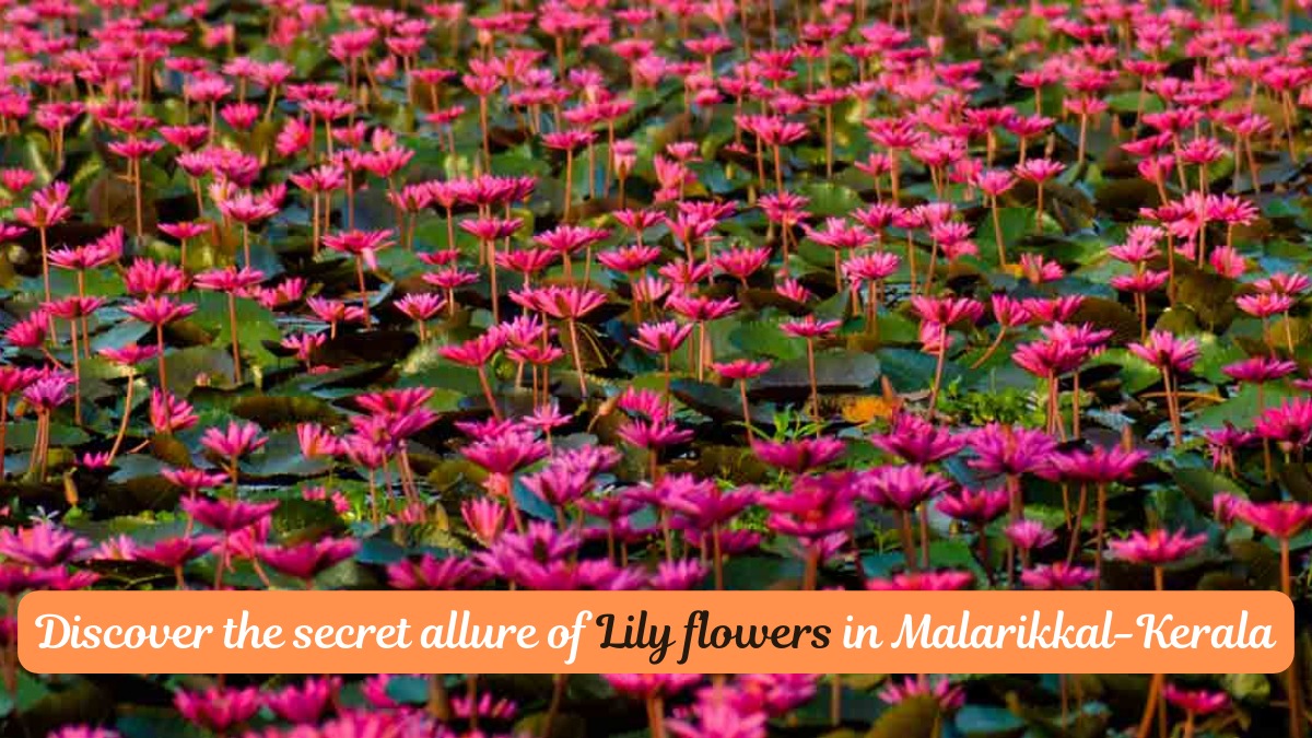 Kerala Malarikkal Village Blossoms with Lilies Creating a Beautiful Sea of Colors