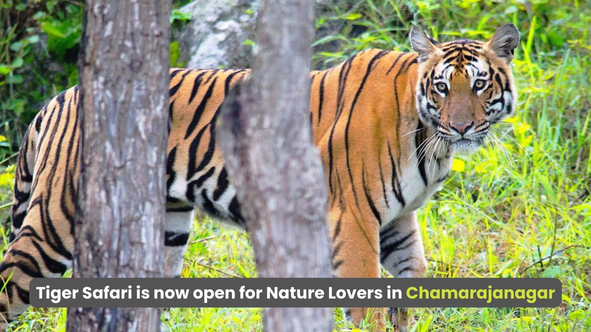 The New Tiger Safari Zone in Karnataka Chamarajanagar is Soon to Open