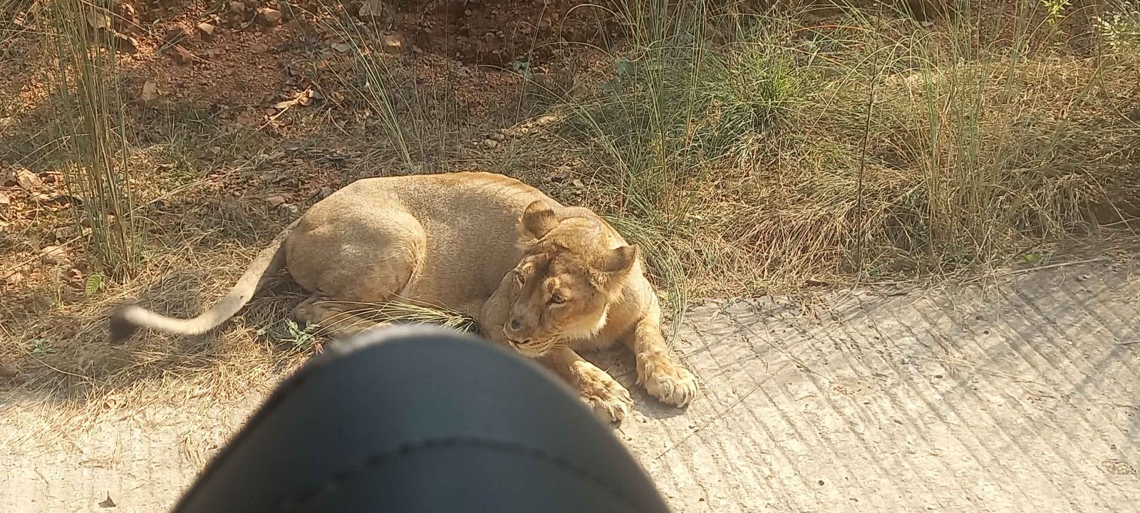 Lion basking sun at Rajgir